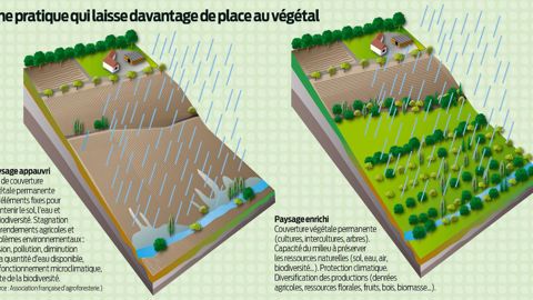 Avec l'arrivée des remembrements, le paysage rural de Seine-et-Marne, qui comptait de nombreux arbres, a été profondément modifié.PHOTO : CAUE 77
