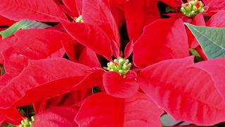 Le dernier avertissement en date disponible pour l'horticulture ornementale dans le cadre du plan de réduction de l'usage des phytosanitaires en Pays de la Loire concerne les aleurodes issues des poinsettias en fin de culture. Le dernier avertissement en date disponible pour l'horticulture ornementale dans le cadre du plan de réduction de l'usage des phytosanitaires en Pays de la Loire concerne les aleurodes issues des poinsettias en fin de culture.