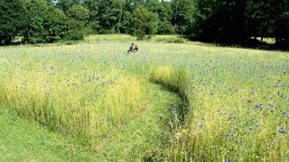 Au centre hospitalier Mazurelle, à La Rochesur-Yon (85), le parc de l'hôpital comprend des paysages thérapeutiques propices au bien-être des résidents psychiatriques. Ici, la prairie fleurie dont les chemins invitent à la promenade.PHOTO : DOMINIQUE MARBOeUF Au centre hospitalier Mazurelle, à La Rochesur-Yon (85), le parc de l'hôpital comprend des paysages thérapeutiques propices au bien-être des résidents psychiatriques. Ici, la prairie fleurie dont les chemins invitent à la promenade.PHOTO : DOMINIQUE MARBOeUF