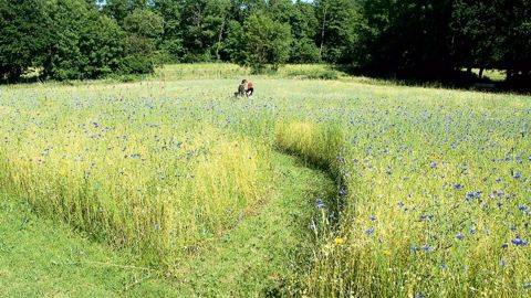 Au centre hospitalier Mazurelle, à La Rochesur-Yon (85), le parc de l'hôpital comprend des paysages thérapeutiques propices au bien-être des résidents psychiatriques. Ici, la prairie fleurie dont les chemins invitent à la promenade.PHOTO : DOMINIQUE MARBOeUF