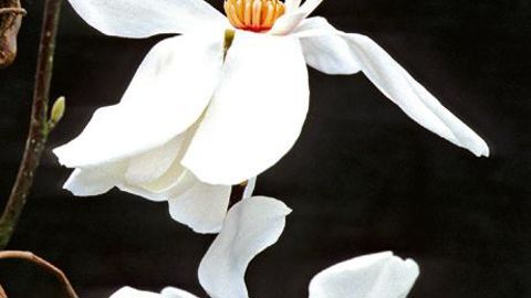 PHOTO : JEAN RENAUDINEAU