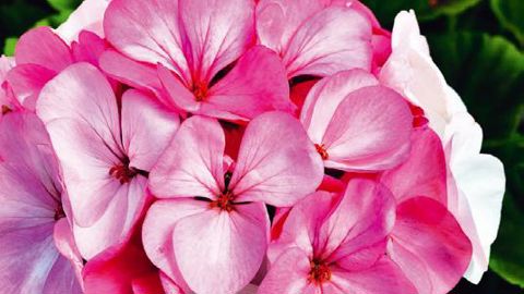 PHOTO : ALL-AMERICA SELECTIONS