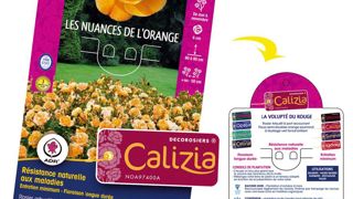 Formes arrondies et couleurs éclatantes, le nouveau chromo met en avant les qualités de la variété en façade et les conseils de plantation et d'entretien au verso.