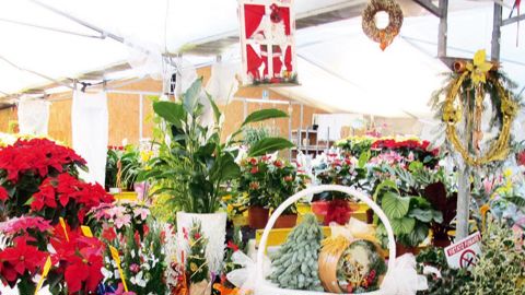 Les fleurs et les plantes ne sont pas des cadeaux appréciés par les hommes pour Noël, qui aiment toutefois les offrir...PHOTO : ODILE MAILLARD