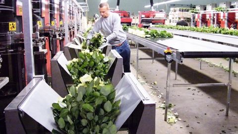 L'Office hollandais des fleurs n'est désormais financé que par la contribution des producteurs adhérents de FloraHolland.PHOTO : PASCAL FAYOLLE