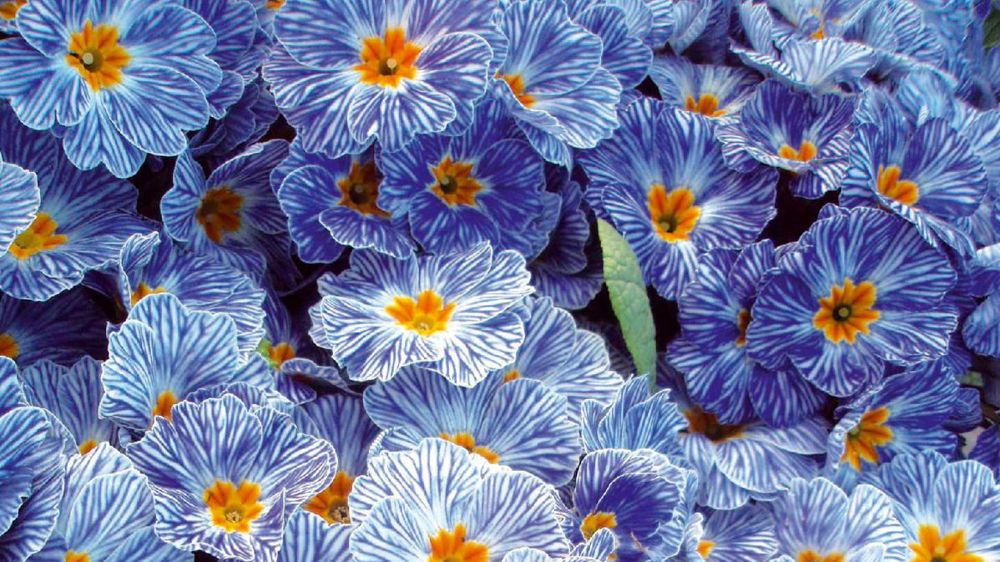 En catégorie A, secteur de l'horticulture, l'Innovert® d'or a été décerné à Primula acaulis F1 Zebra Blue. Cette primevère offre un bleu unique zébré de blanc. Pour la catégorie des végétaux de pépinières, l'Innovert® d'or est revenu au Magnolia grandiflora Mont Blanc qui livre des fleurs blanc pur pouvant atteindre 40 cm de diamètre ! En catégorie A, secteur de l'horticulture, l'Innovert® d'or a été décerné à Primula acaulis F1 Zebra Blue. Cette primevère offre un bleu unique zébré de blanc. Pour la catégorie des végétaux de pépinières, l'Innovert® d'or est revenu au Magnolia grandiflora Mont Blanc qui livre des fleurs blanc pur pouvant atteindre 40 cm de diamètre !