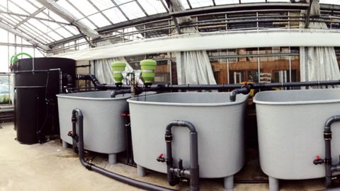 Le projet d'aquaponie, - système de production horticole participant de l'économie circulaire et sur lequel travaille la station de Brindas (69) -, fera l'objet d'une conférence technique animée par Serge Lepage, directeur du Ratho.PHOTO : ASTREDHOR RHÔNE-ALPES