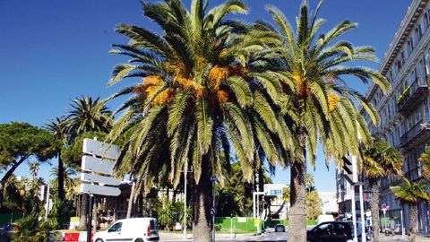 Quel avenir pour les palmiers en France ? Seules les îles Canaries ont réussi à éradiquer presque totalement le charançon rouge.