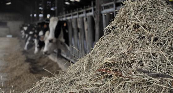 tuberculose bovine