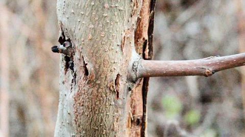 Nécrose fatale et dissémination Symptôme de Chalara fraxinea sur Fraxinus excelsior. PHOTO : ANDREJ KUNCA, NATIONAL FOREST CENTRESLOVAKIA, BUGWOOD.ORG