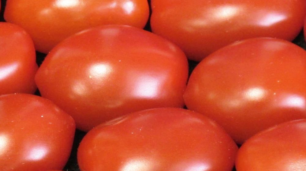 La grande chambre des recours de l'Office européen de brevets confirme qu'un produit obtenu par un procédé essentiellement biologique est brevetable. Cette décision concerne à ce jour certains brevets sur des brocolis et des tomates.