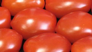 La grande chambre des recours de l'Office européen de brevets confirme qu'un produit obtenu par un procédé essentiellement biologique est brevetable. Cette décision concerne à ce jour certains brevets sur des brocolis et des tomates. La grande chambre des recours de l'Office européen de brevets confirme qu'un produit obtenu par un procédé essentiellement biologique est brevetable. Cette décision concerne à ce jour certains brevets sur des brocolis et des tomates.