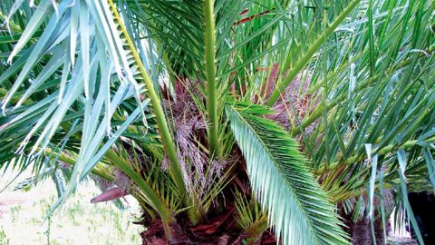 La lutte contre les ravageurs des palmiers dans le sud de la France, le papillon Paysandisia archon et le charançon Rhynchophorus ferrugineus, est l'un des chevaux de bataille de l'Uniphor.Les dernières décisions ministérielles vont dans le bon sens, mais les professionnels voudraient pouvoir pratiquer des injections dans les stipes...