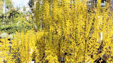 Une nouvelle typologie des arbustes et les conséquences qui en découlent pour la construction d'itinéraires techniques spécifiques seront présentées au cours de cette matinée technique.