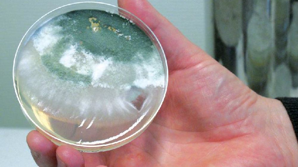 Les micro-organismes représentent environ un tiers du marché mondial de lutte biologique. Les micro-organismes représentent environ un tiers du marché mondial de lutte biologique.