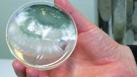 Les micro-organismes représentent environ un tiers du marché mondial de lutte biologique.