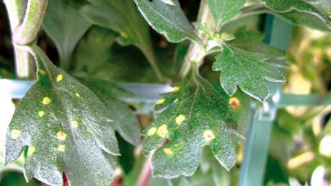 Les feuilles de ce chrysanthème présentent des taches jaunâtres dues à Puccinia horiana ou rouille blanche.