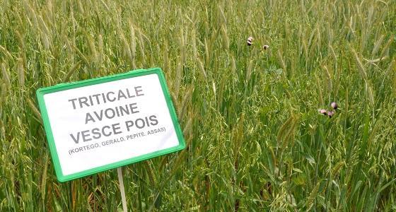 mélange céréale protéganineux