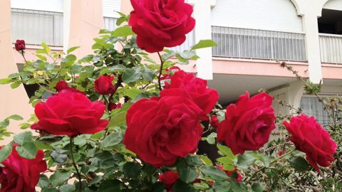 La rose comme dynamique sociale et économique des collectivités sera le thème d'une des conférences données le 29 mai, à Lyon.