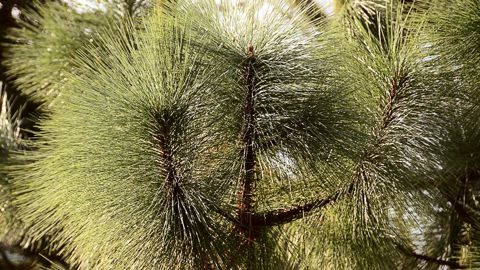 PHOTO : PÉPINIÈRE DES LAURAINS