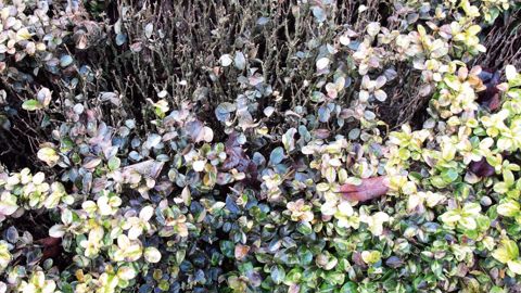 Ces symptômes pourraient provenir d'une attaque de Cylindrocladium buxicola : dépérissement localisé ; taches foliaires arrondies, claires, auréolées de brun rougeâtre, devenant brun foncé ; rameaux défeuillés en fin d'attaque.