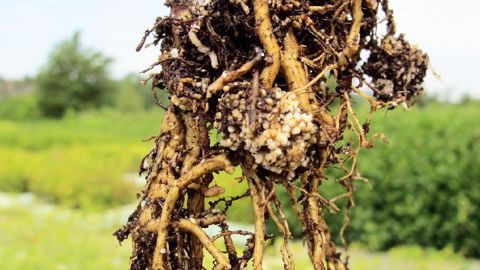 Les racines : tel était le sujet de la dernière journée de conférences organisée par la Société nationale d'horticulture de France, dans le Nord.PHOTO : VALÉRIE VIDRIL