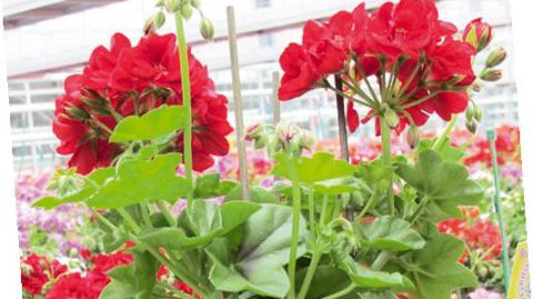 Les variétés commercialisées sous label sont notées tous les deux ans par des jurys d'experts. En 2012, les notes attribuées ont été significativement supérieures à celles des variétés classiques.