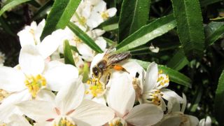 La pollinisation par les insectes représente une valeur, aujourd'hui menacée, de 1,5 milliard d'euros par an pour la France. Le plan ministériel vise à appliquer sur 20 % du territoire des pratiques favorables aux pollinisateurs. La pollinisation par les insectes représente une valeur, aujourd'hui menacée, de 1,5 milliard d'euros par an pour la France. Le plan ministériel vise à appliquer sur 20 % du territoire des pratiques favorables aux pollinisateurs.
