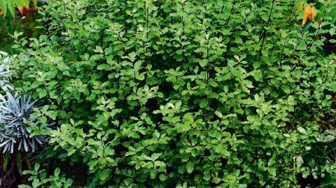 Outre les innovations variétales - ici Pittosporum tenuifolium Emerald Dome® 'Minpitto' - Minier mise sur un ensemble de solutions marketing et de services.PHOTO : PÉPINIÈRES MINIER