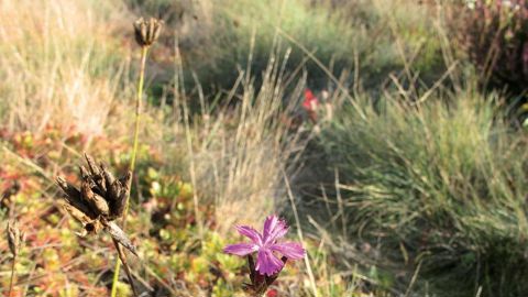 Le projet de loi biodiversité vient compléter la loi de 1993 relative à la protection et à la mise en valeur des paysages.