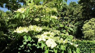 Très utilisés, les arbustes n'en sont pas moins méconnus. La journée de Plante & Cité d'octobre vise à pallier cette méconnaissance.