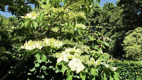 Très utilisés, les arbustes n'en sont pas moins méconnus. La journée de Plante & Cité d'octobre vise à pallier cette méconnaissance.