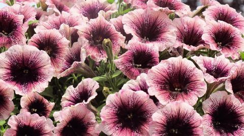 PHOTO : ODILE MAILLARD