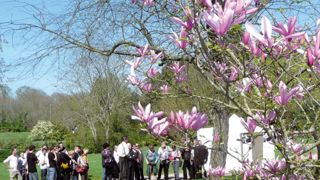 Les participants au tricentenaire ont découvert la collection nationale. Les magnolias sont répartis sur l'ensemble du parc de la Beaujoire, isolés ou associés à d'autres végétaux.PHOTO : YAËL HADDAD