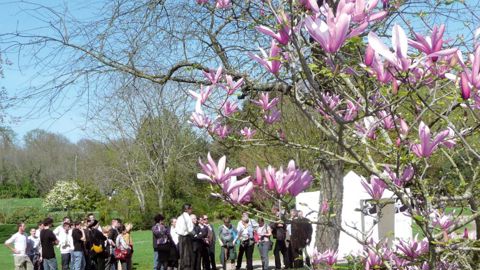 Les participants au tricentenaire ont découvert la collection nationale. Les magnolias sont répartis sur l'ensemble du parc de la Beaujoire, isolés ou associés à d'autres végétaux.PHOTO : YAËL HADDAD