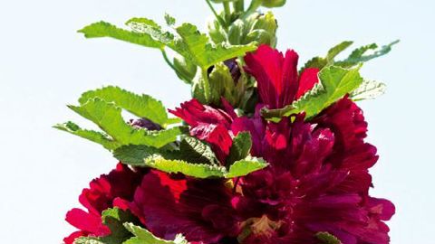 PHOTO : FLEUROSELECT