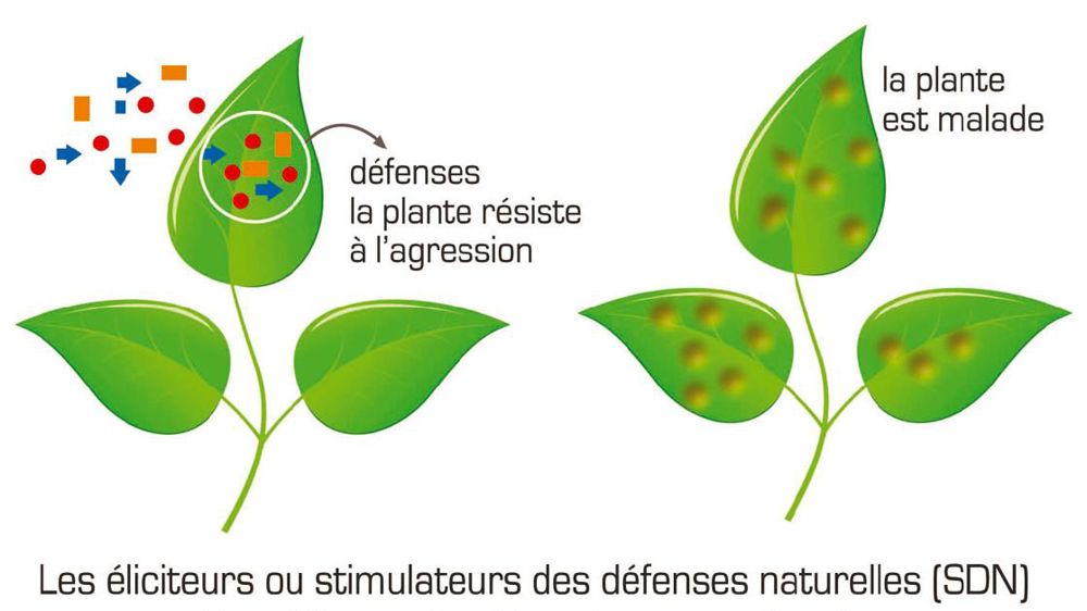 SOURCE : INRA