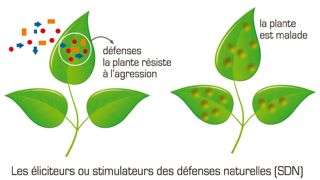 SOURCE : INRA SOURCE : INRA