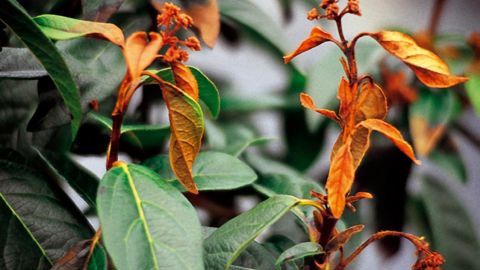 Les symptômes varient selon la localisation du point d'infection initiale et le genre végétal concerné - ici, dégâts sur laurier-tin-. Le transport des végétaux destinés à la plantation de Camellia spp., Rhododendron spp. (sauf R. simsii) et Viburnum spp. doit être accompagné d'un Passeport phytosanitaire européen valide.PHOTO : JÉRÔME JULLIEN