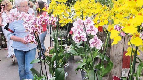 En 2014, les achats de végétaux d'intérieur sont restés relativement stables, selon le panel de FranceAgriMer. La situation est plus compliquée pour les végétaux d'extérieur.