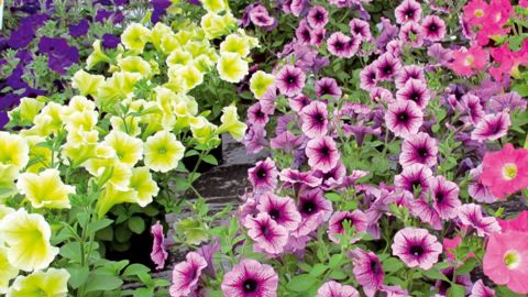 PHOTO : ODILE MAILLARD