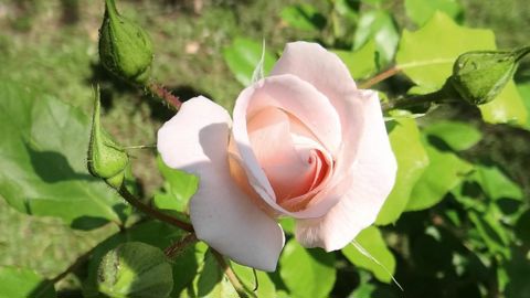 L'enjeu économique du rosier, - ici dans la roseraie de Lyon (69) -, est colossal, unique en horticulture.