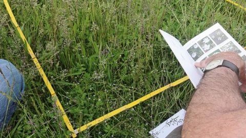 Sur des carrés mesurant un mètre de côté, le programme Florilèges - Prairies urbaines vise à mesurer l'impact des méthodes de gestion sur la biodiversité des prairies en milieu urbain.PHOTO : DAMIEN PROVENDIER, PLANTE & CITÉ
