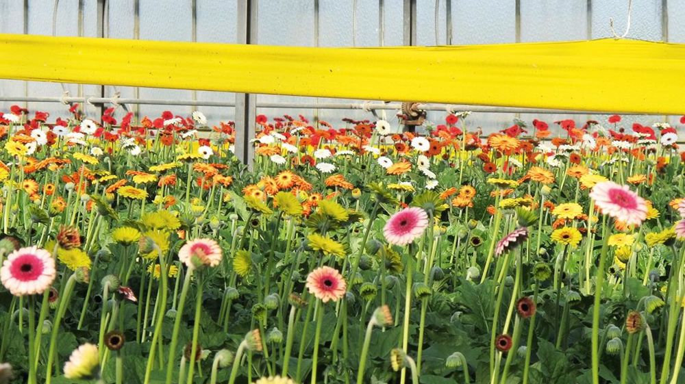 La création de Fiorimed repose notamment sur le constat qu'il existe un manque de connaissances et d'outils pour alimenter les stratégies de protection intégrée, avec, entre autres, un recours insuffisant aux concepts d'écologie et aux outils de suivi des pestes. La création de Fiorimed repose notamment sur le constat qu'il existe un manque de connaissances et d'outils pour alimenter les stratégies de protection intégrée, avec, entre autres, un recours insuffisant aux concepts d'écologie et aux outils de suivi des pestes.