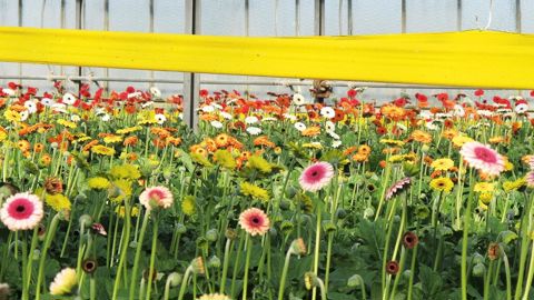 La création de Fiorimed repose notamment sur le constat qu'il existe un manque de connaissances et d'outils pour alimenter les stratégies de protection intégrée, avec, entre autres, un recours insuffisant aux concepts d'écologie et aux outils de suivi des pestes.