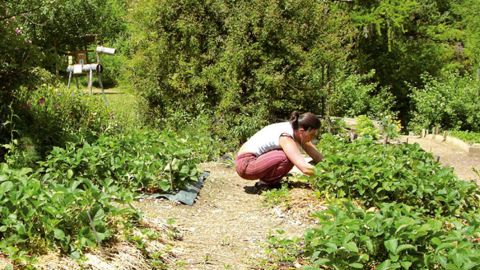 Le colloque scientifique SNHF de Montpellier fera le point sur les réponses techniques face aux contraintes et aspirations en matière de jardinage écologique.