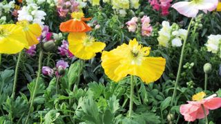 Hormis les producteurs vendant à d'autres producteurs, les autres groupes typologiques, en particulier les producteurs vendant aux GMS et ceux vendant à la distribution spécialisée, affichent des baisses de leurs effectifs. Hormis les producteurs vendant à d'autres producteurs, les autres groupes typologiques, en particulier les producteurs vendant aux GMS et ceux vendant à la distribution spécialisée, affichent des baisses de leurs effectifs.