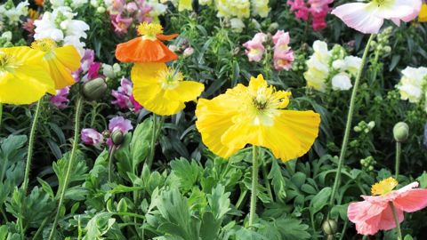 Hormis les producteurs vendant à d'autres producteurs, les autres groupes typologiques, en particulier les producteurs vendant aux GMS et ceux vendant à la distribution spécialisée, affichent des baisses de leurs effectifs.