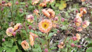 PHOTO : SAINT-JEAN-DE-BEAUREGARD PHOTO : SAINT-JEAN-DE-BEAUREGARD