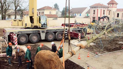 Les deux chênes de près de 20 m de hauteur ont été mis en place dans le cadre d'un chantier hors normes.PHOTO : ENTREPRISE LELIÈVRE